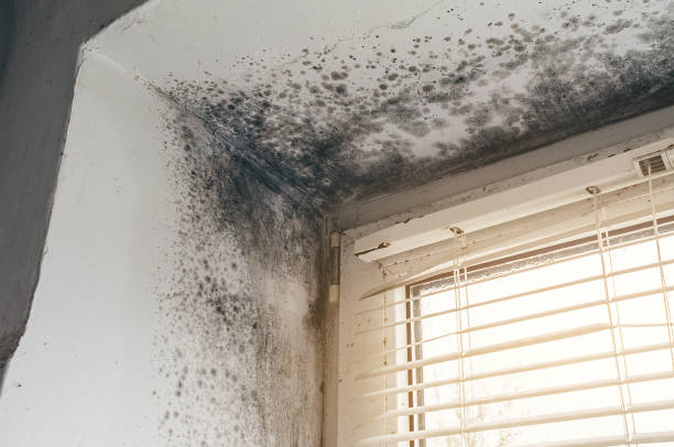 Affordable Basement Mold Removal solutions in Hesston, PA